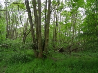 Layard Wood - SOLD