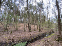 Layer Wood