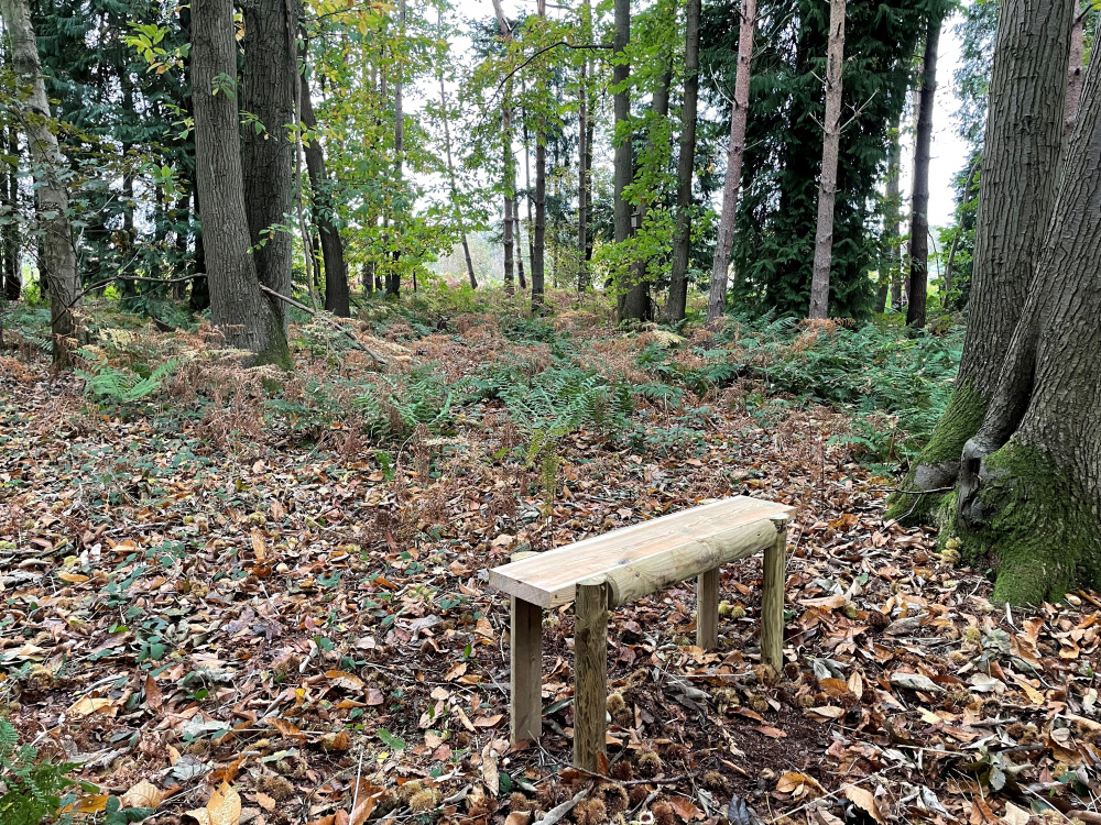 Bench in glade.