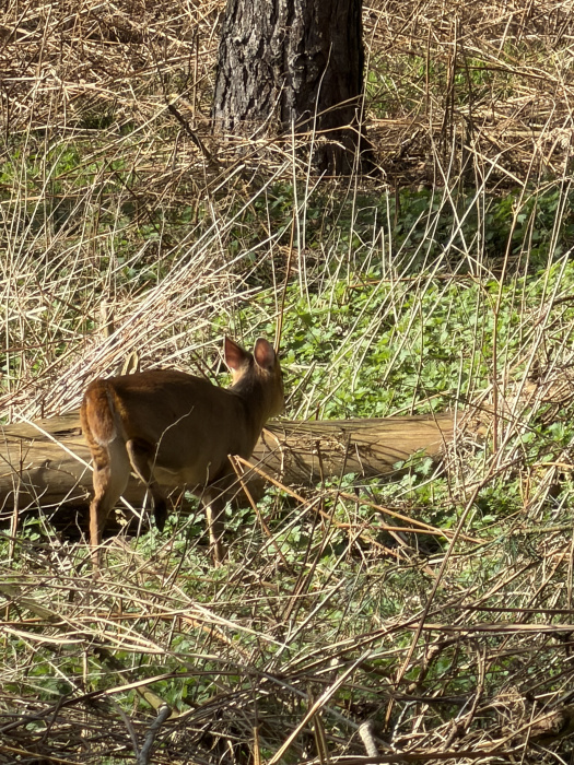 Muntjac doe wandering through the woods. 