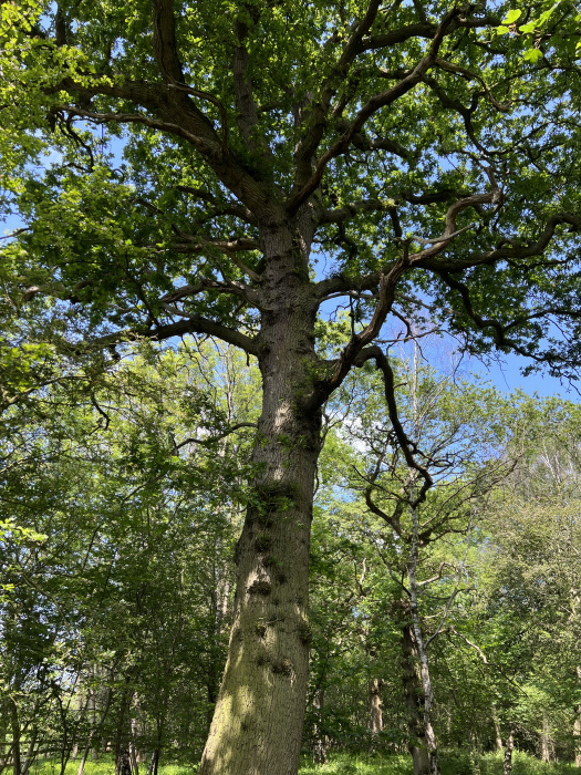 Large Oak tree in summer.