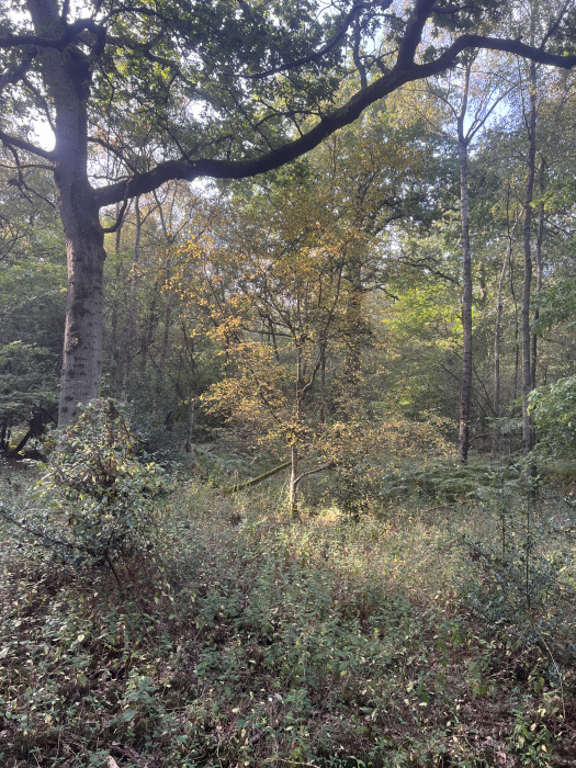 View through the wood.