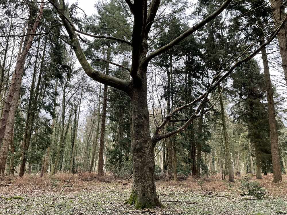 Tree in a clearing.