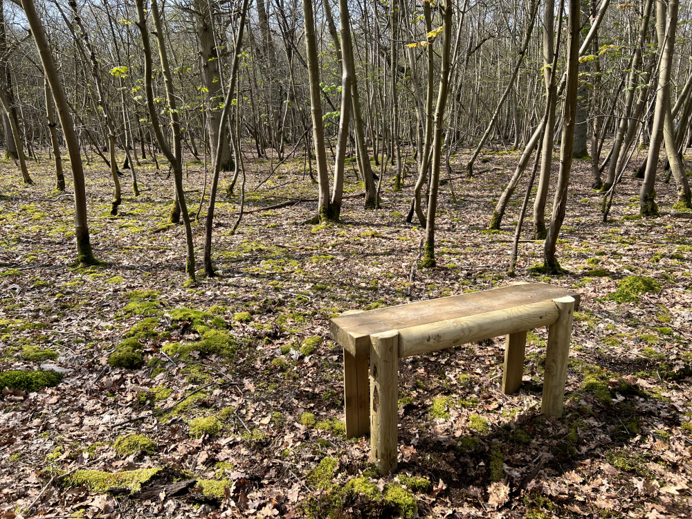 Bench in natural clearing.