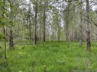 Peacock Wood