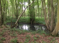Peck Wood - SOLD