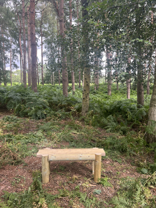 Bench on a height view point in the wood.