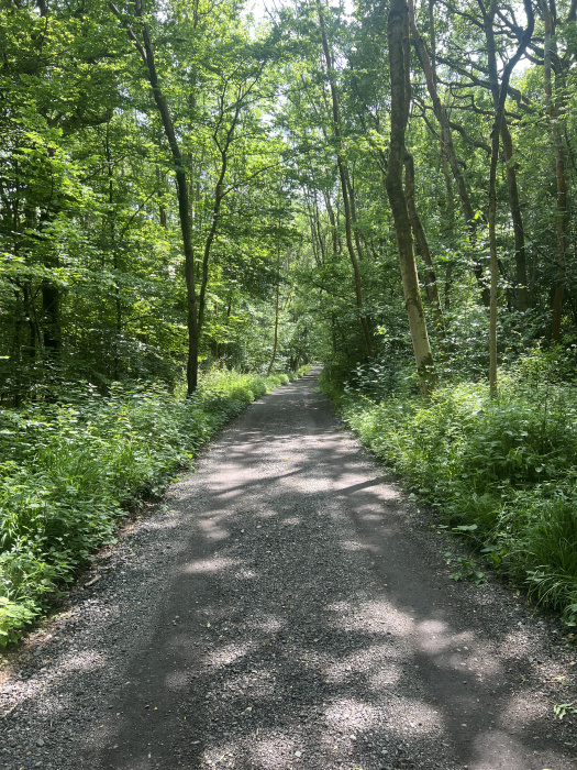 Track to the wood. 