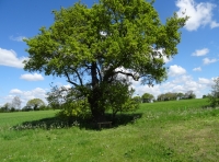 Priestley Meadow