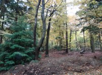 Princes Wood - SOLD