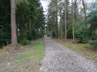 Risborough Wood - SOLD