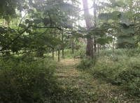 Roberts Wood - SOLD