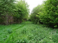 Rumwold Wood - SOLD