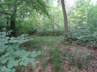 Shelburn Wood - SOLD