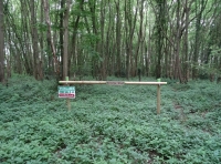 Sotterley Wood - SOLD