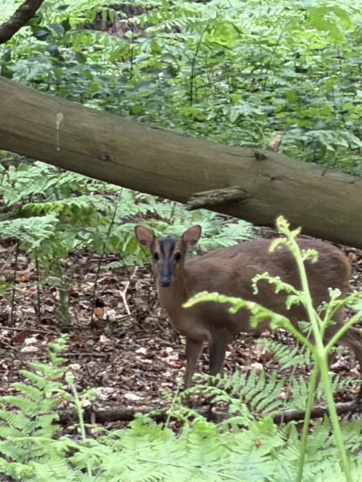 Local resident. 