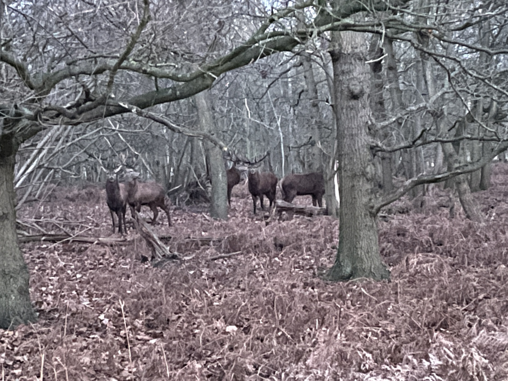 Five red stags.