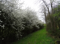 Stirling Wood - SOLD