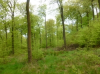 Stoccen Wood - SOLD