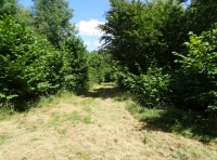 Straw Wood - SOLD
