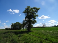 Twist Meadow
