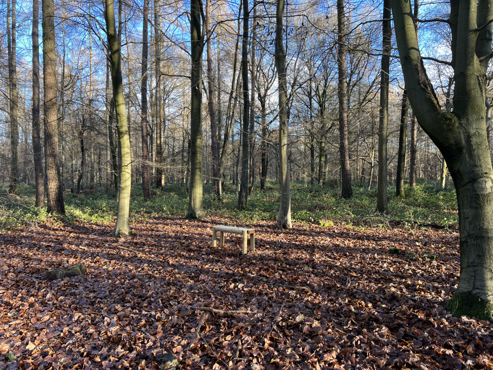 Bench in lovely clearing.