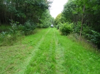 Waddesdon Wood - SOLD