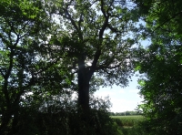 Woden Wood - SOLD