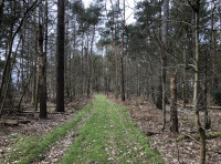 Wolterton Wood