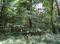 Woodforde Wood - SOLD