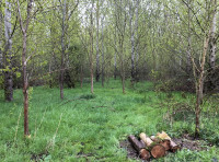Woodruffe Wood