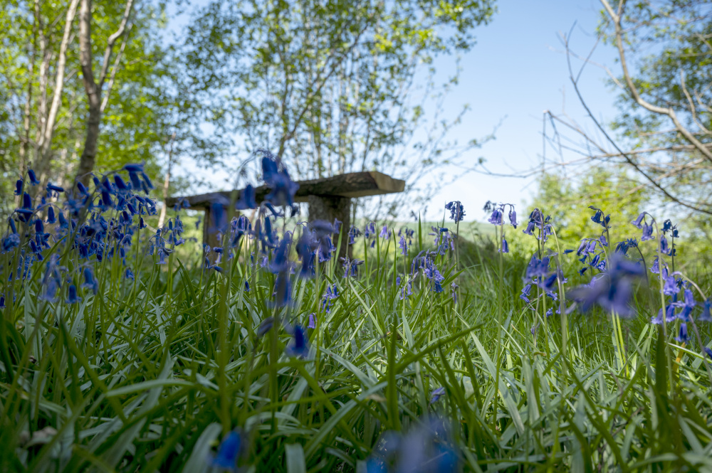 Bluebells in the springtime