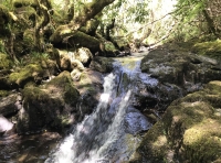 Coed Ispri (Ispri Wood)