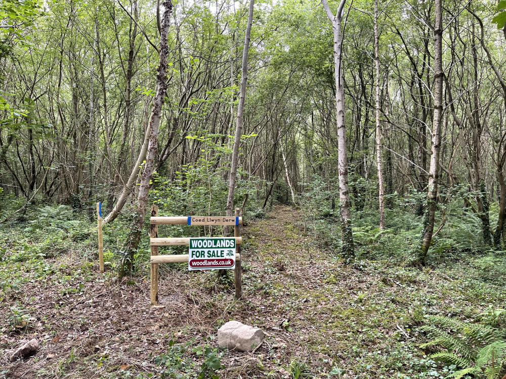 Entrance to the wood