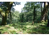 Coed Nantmor (Nantmor Wood) - SOLD