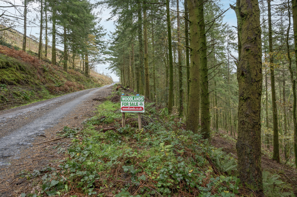 Boundary of Pen Y Bont along the track