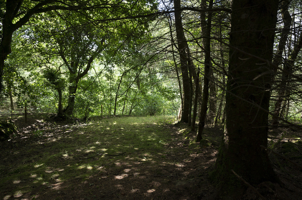 Clearing above the bench