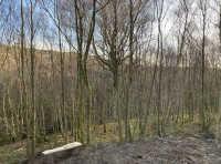 Coed Tylluan (Owl Wood) - SOLD