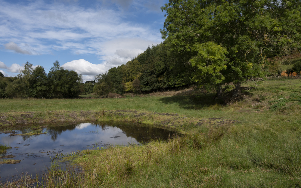 Cors Gwyddau, with it's towering Ash trees 