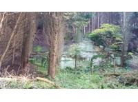 Kelsall Wood