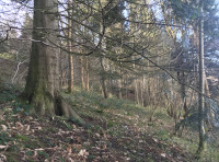 Vaynor Wood - SOLD