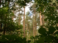 Acklam Wood - SOLD