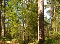 Ald Wood - SOLD