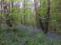 Beck Wood - SOLD