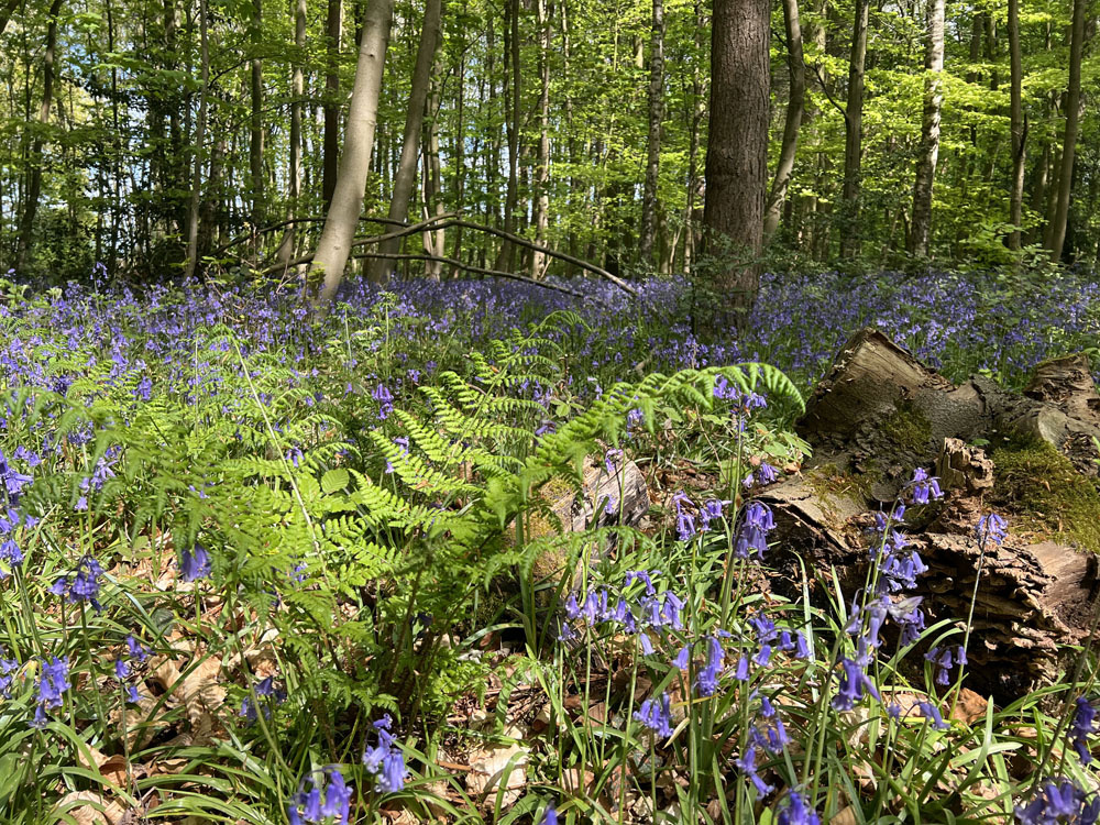 Native ferns and bluebells