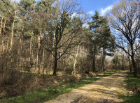 Bell Close Wood