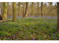 Birkhill Wood - SOLD