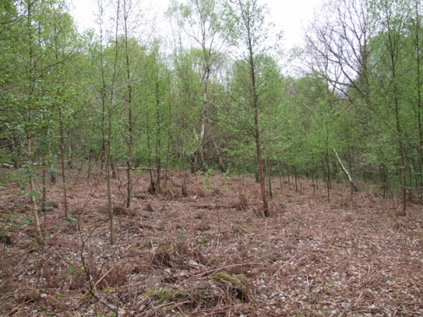 A glade with young birch growing