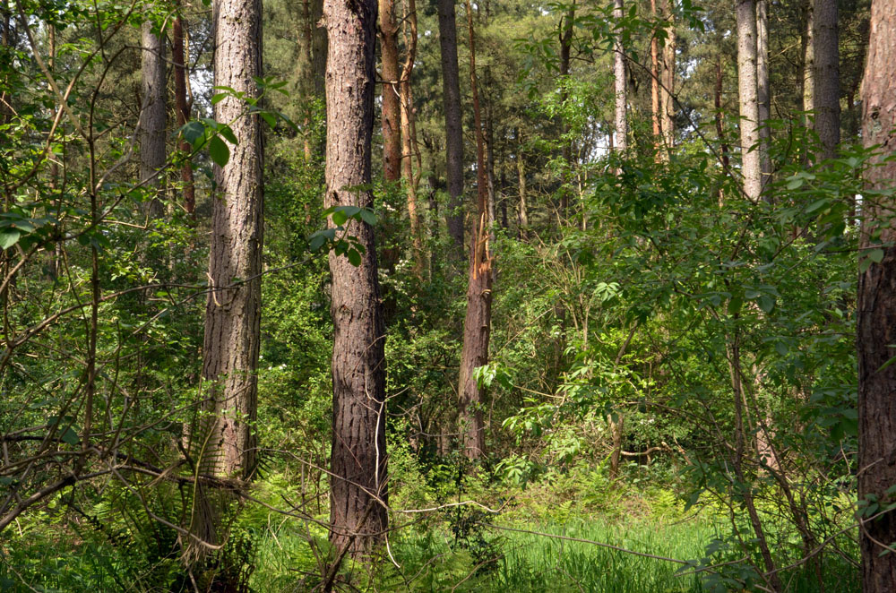 Corsican and Scots pine trunks.