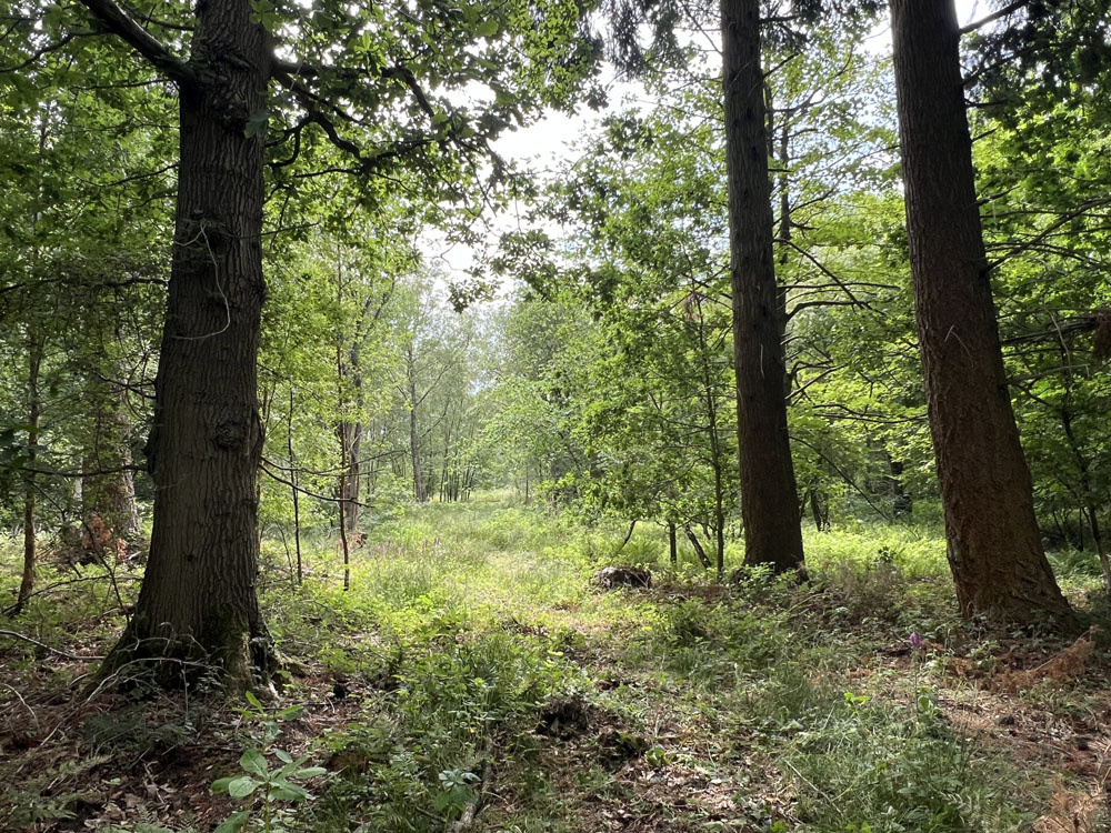 A varied age structure with mature trees and younger regeneration